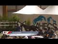 Castrone sBs Cavallo da Sport Belgio In vendita 2020 Sauro brulé ,  korado de baudignies