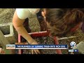 Woman Dubbed Worm Queen Offers Sustainable Option For Food Plant Based Waste
