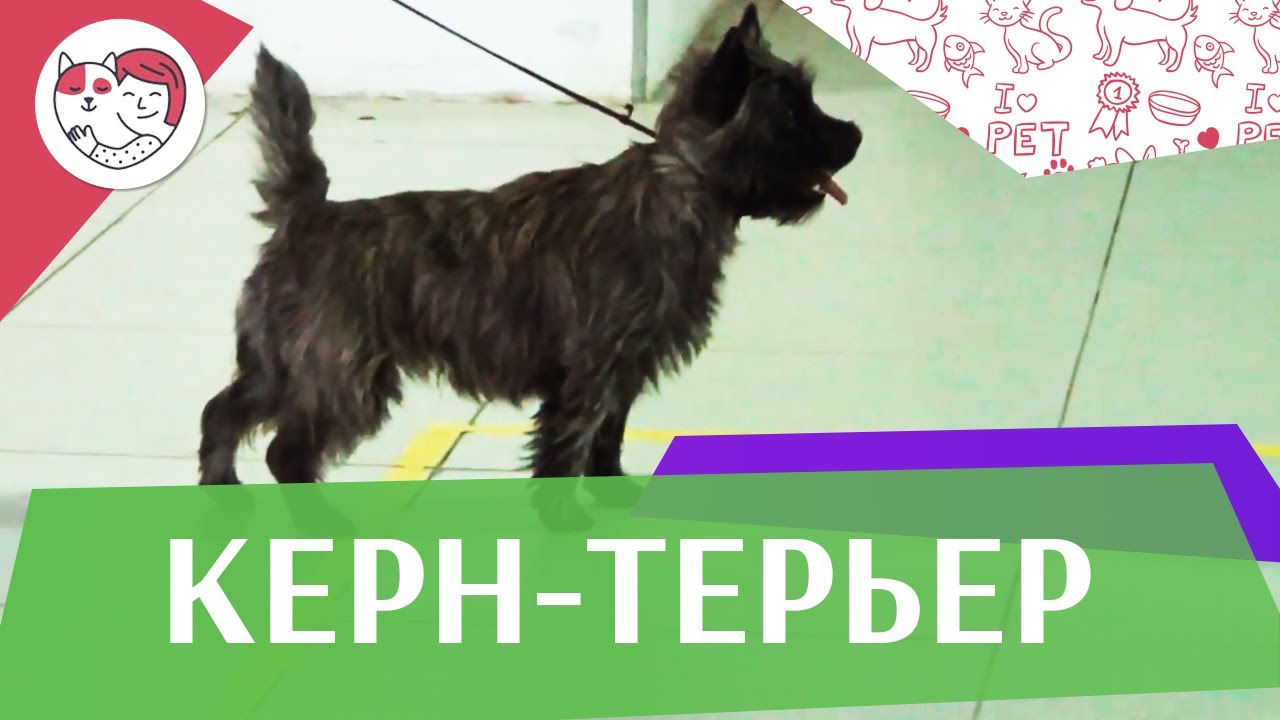 Керн-терьер на ilikepet. Особенности породы, уход