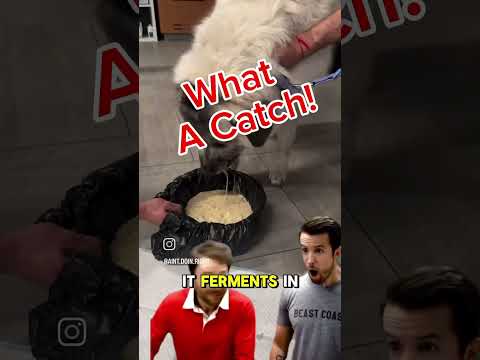 uncooked pizza dough is dangerous for dogs#vetmedicine #veterinary #vettechlife