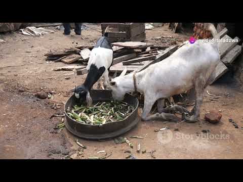 How to Feed Goats Salt & Supplements
