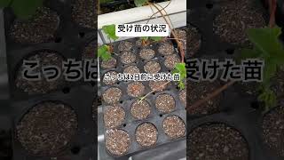 受け苗の状況2025.6.7 #農業 #農協 #いちご