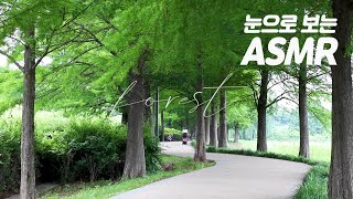 [#일상​​​ 숲 : 무자극 힐링] 초록나무 무성한 초여름의 팔당팔화수변공원
