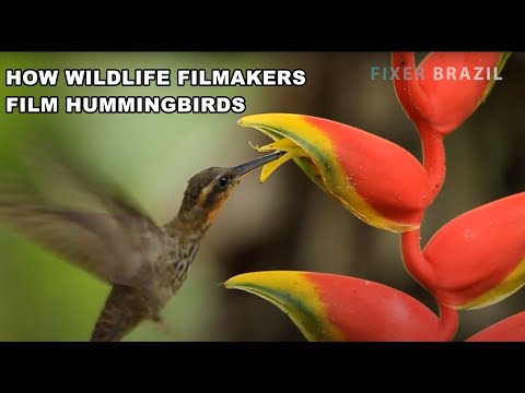 Fliming Wildlife Hummingbirds with FixerBrazil