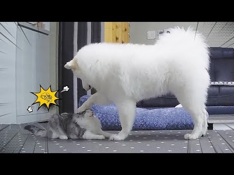 YouTube video about: Are samoyeds good with cats?