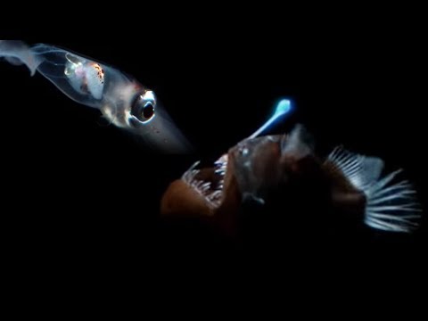 Deep Sea Creatures Exhibit Bioluminescence | Blue Planet | BBC Earth