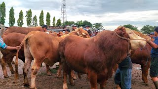 Download lagu KUMPULAN SAPI MONSTER DAGING SUPER🔥 Pasar Sapi Plaosan mp3