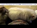 2814see Dr Dog Tease The Cat