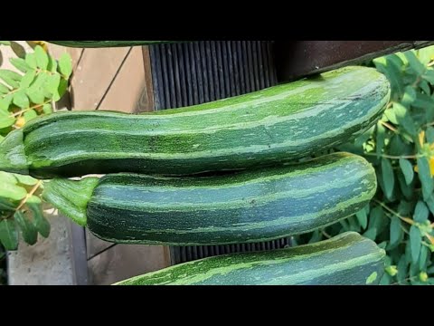 , title : 'Zucchini richtig einfrieren / haltbar machen  - 2 Methoden'