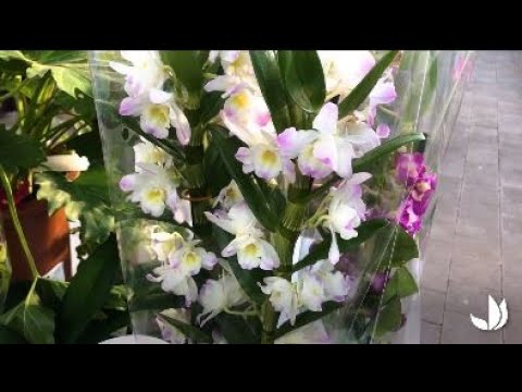 , title : 'Comment cultiver l'orchidée dendrobium ? - Truffaut'