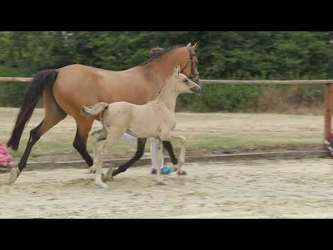 Auktionsfohlen Nr 57 HF v.  Dornik B – FS Coco Jambo
