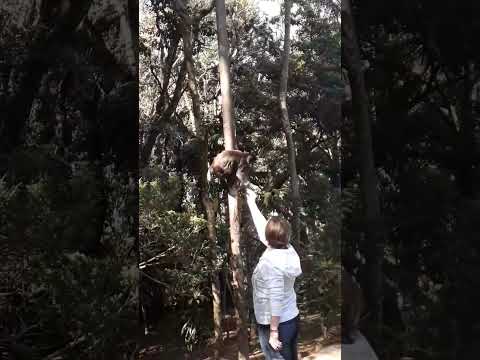 Poços de Caldas#macaquinhos #teleférico #pocosdecaldasmg #minasgerais #viajem #brasil #vibes #reggae