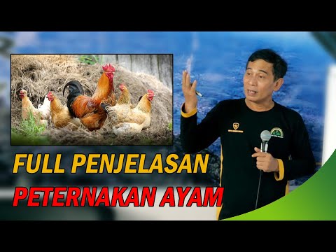Manajemen Pakan Ayam Lokal