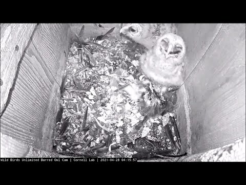 Elder Owlet Makes Quick Meal Out Of Carolina Wren | WBU Barred Owl Cam  – April 28, 2021