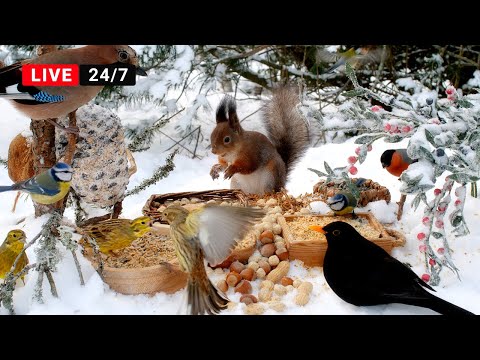 🔴24/7 CAT TV NO ADS 😺 Little Birds and Red Squirrels and Nature Fun for Everyone