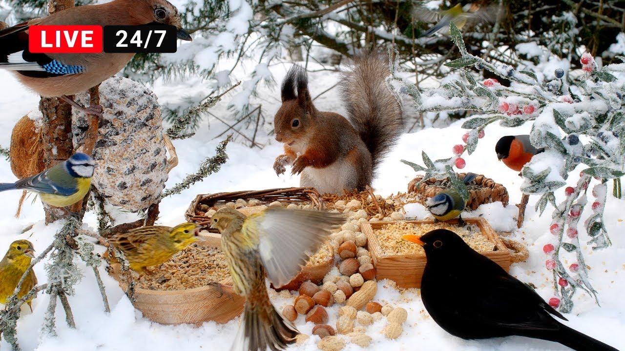 🔴24/7 CAT TV NO ADS 😺 Little Birds and Red Squirrels on a Sunny Winter Day