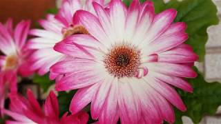 Unchained Melody   Van Morrison