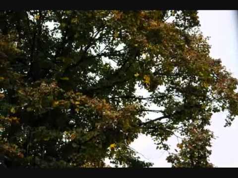 Se.Ra.Phic - Fall Like Leaves (Sunset Mix)