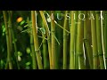 Deuter ⋄ Bamboo Forest ⋄ Meditation ⋄ Yoga ⋄ Bamboo Flute
