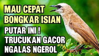Download lagu Trucukan Gacor Ropel Ngalas Ngerol Panjang - Masteran Trucukan Agar Cepat Bongkar Isian mp3
