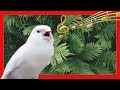 CANARY SINGING THE BEST CANARY SINGING FOR TRAINING