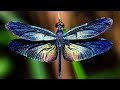 10 Most Beautiful Dragonflies In The World