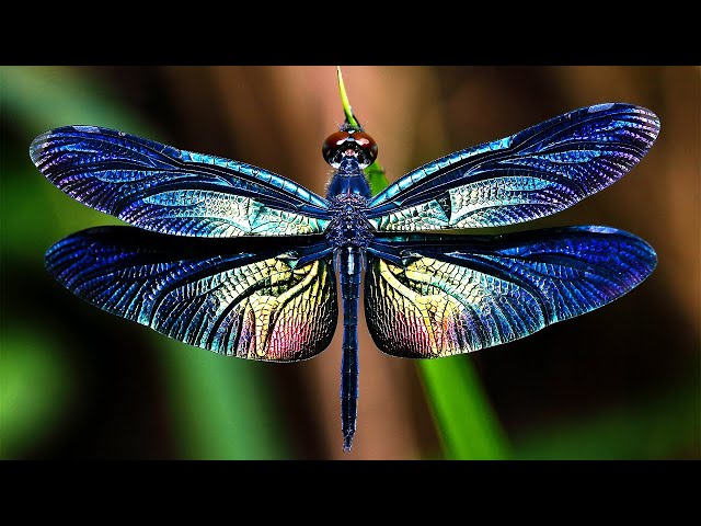 Videouttalande av dragonflies Engelska