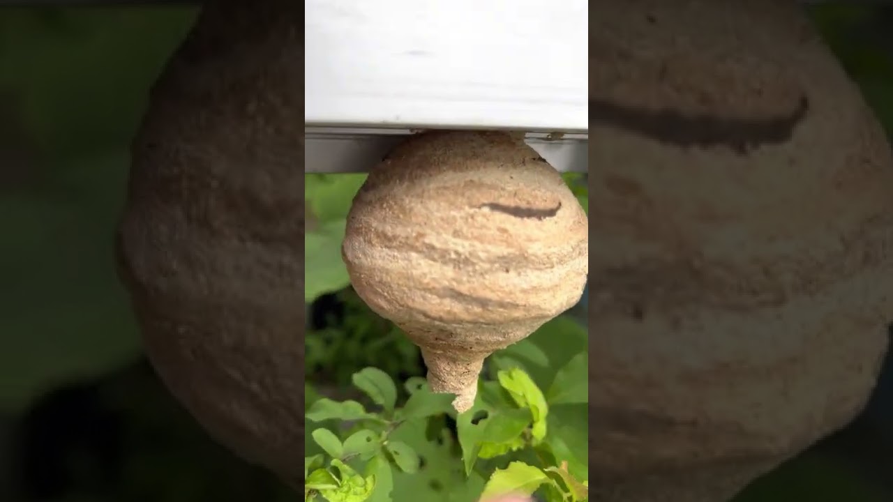 スズメバチの巣を見つけた(閲覧注意)