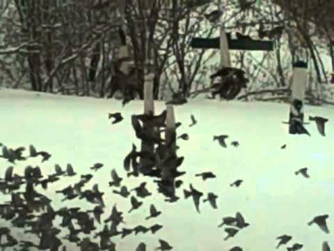 Redpoll Congregation