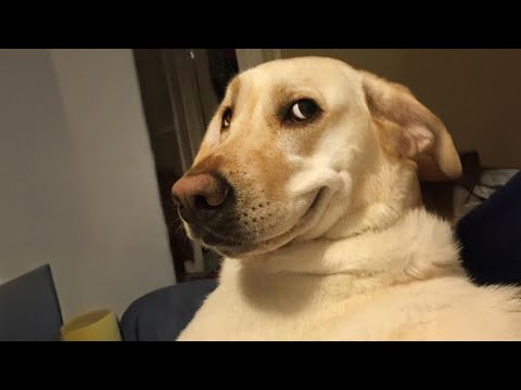 Funniest Labradors in The World 🤣 Forever Puppy Energy ⚡