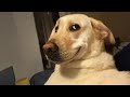 Funniest Labradors In The World Forever Puppy Energy