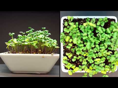 964 days in 30 mins - growing plant time lapse compilation #grow #green #timelapse e
