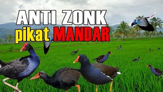 Download lagu 1Jam Pancingan Pikat Mandar Sawah anti Zoonk terbukti AMPUH mp3