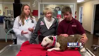 Animal Health 5/17/18 - Treating Congestive Heart Failure in Dogs