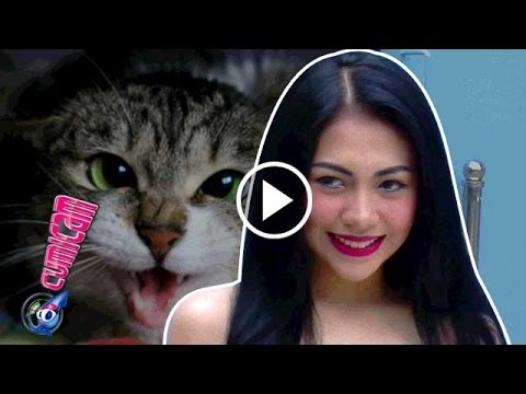 Kezia Karamoy Takut Kucing - Cumicam 27 Desember 2016