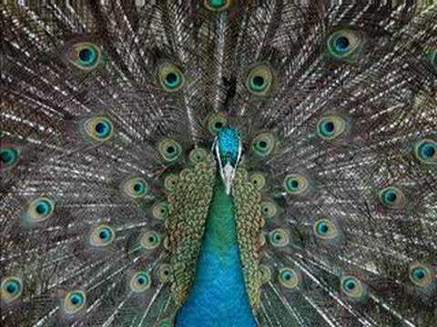 Marian Varga & Pavol Hammel: Pávi Ples (1972)