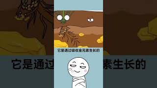 綠色致富密碼：這些植物能讓你一夜暴富！Plants That Can Make You Rich Overnight! #植物致富 #自然財富 #shorts #short