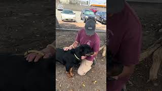 Video preview image #1 Rottweiler Puppy For Sale in Pasadena, CA, USA