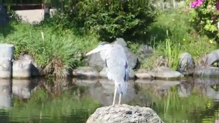 2015-04-25 Kiyomizudera Temple Complex, Kyoto