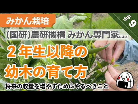 園芸 みかんの木(みかん) 薩摩