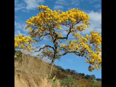 Canto Pra Alegrar - Alex Sinagoga