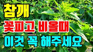 참깨 꽃피고 비올때 해야할일