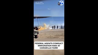 Federal agents conduct immigration raid at Camarillo farm