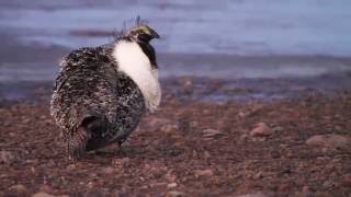 1.5 million acres of Utah wilderness restored