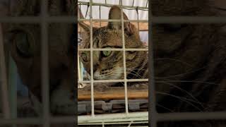 朝の巡視 #猫 #ネコ #キャットウォーク