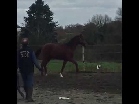 Leviator LH (Vivaldi x Donnerhall)