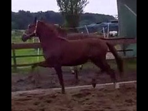 SOLD 2015 Hanoverian colts by Floriscount + Livaldon www.sporthorses-online.com