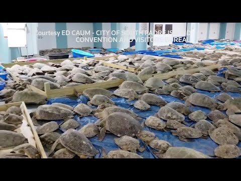 テキサス州沖で数千匹の「寒さに耐えて」ウミガメが救出される (Thousands of 'cold-stunned' sea turtles rescued off coast of Texas)