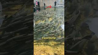 Download lagu Kenapa Orang Taiwan Tidak Berani Menangkap Ikan Di Sungai #shorts mp3