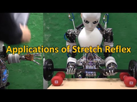 Applications of Stretch Reflex for the Upper Limb of Musculoskeletal Humanoids: Protective Behavior, Postural Stability, and Active Induction